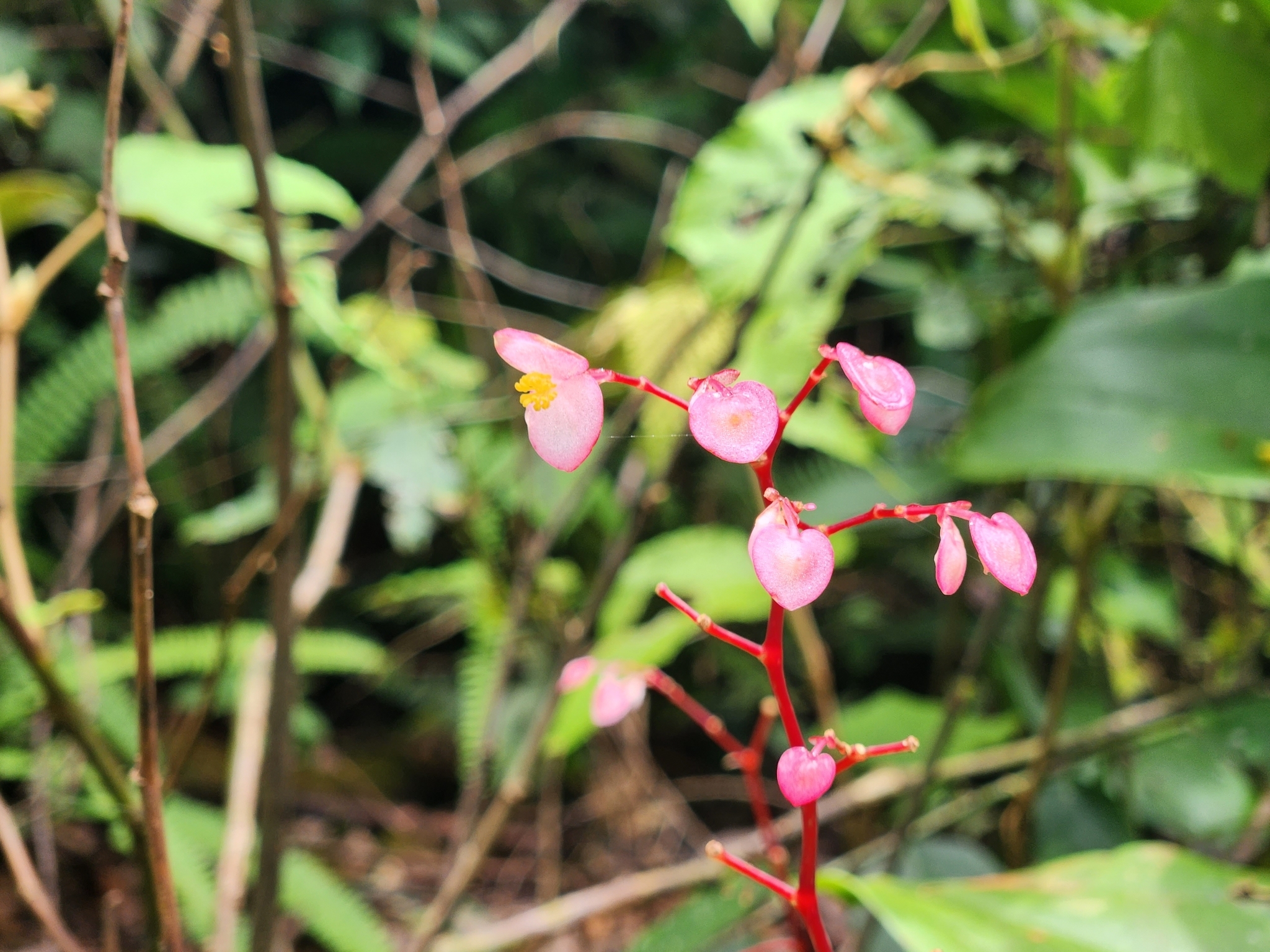 Begonia bachmaensis (Begonia bachmaensis)