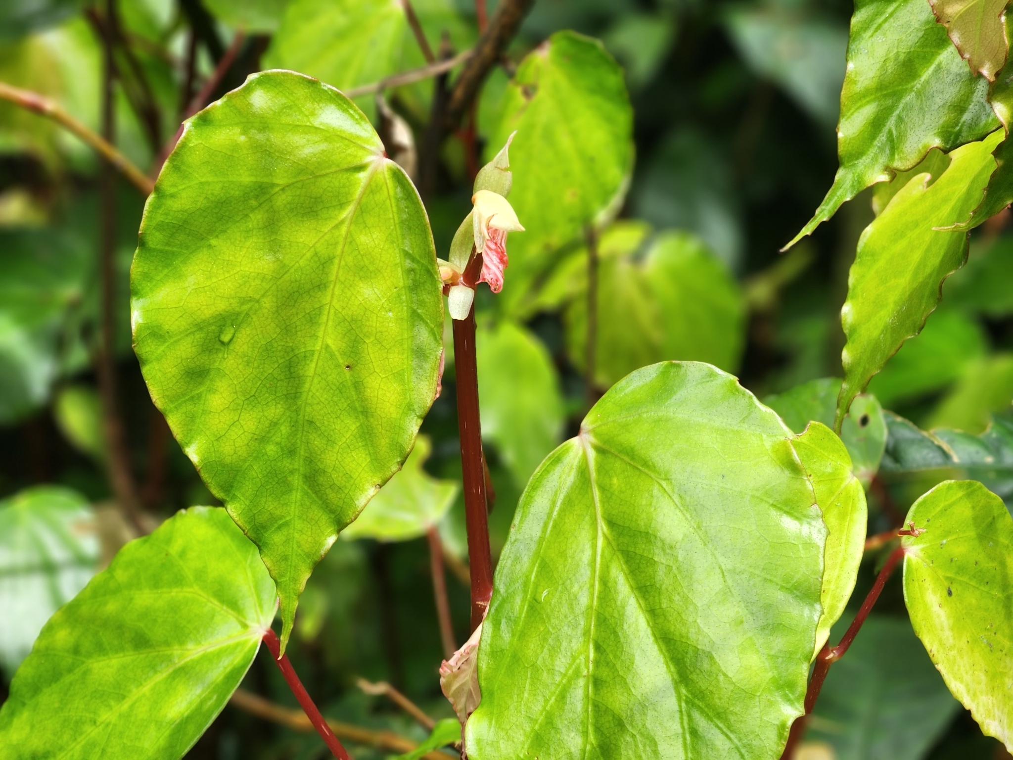 Begonia bachmaensis — ảnh 2
