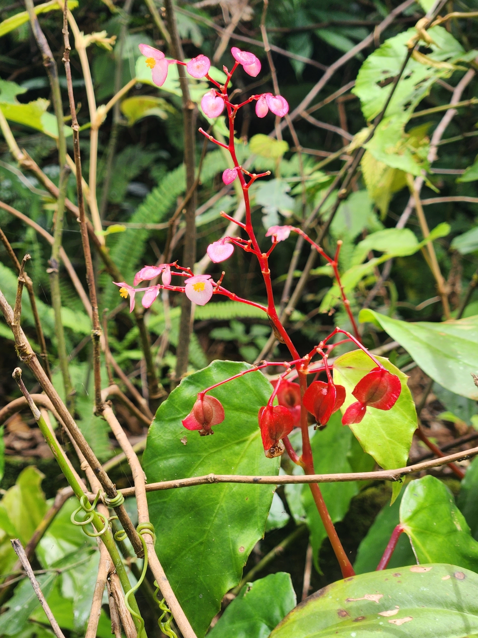 Begonia bachmaensis — ảnh 3