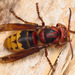 European Hornet - Photo (c) Ryszard, some rights reserved (CC BY-NC)