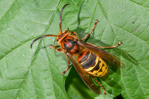 Frelon européen