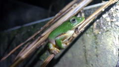 Zhangixalus taipeianus