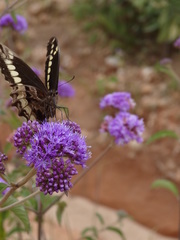 Papilio mackinnoni isokae