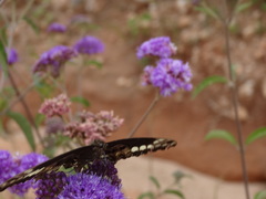 Papilio mackinnoni isokae