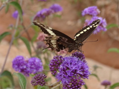 Papilio mackinnoni isokae