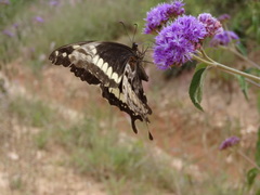 Papilio mackinnoni isokae