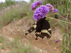 Papilio mackinnoni isokae
