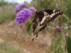 Papilio mackinnoni isokae