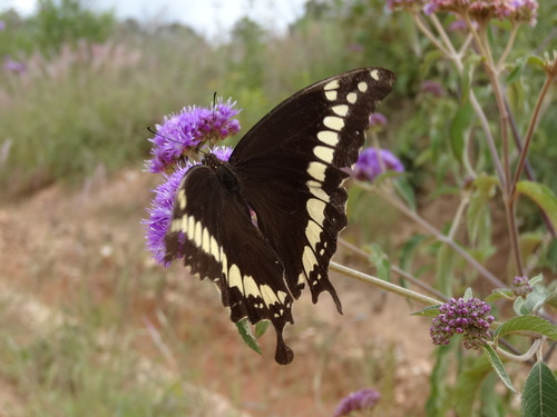 MacKinnon’s Swallowtail