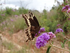 Papilio mackinnoni isokae