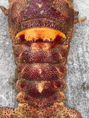Scyllarides haanii