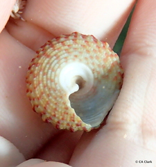 Trochus intextus