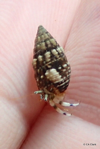 Cerithium atromarginatum observed 2019-10-23