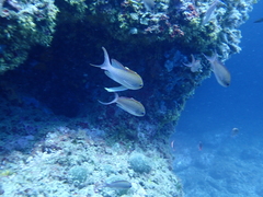 Anthias anthias