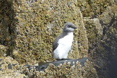 Common Murre photo 5