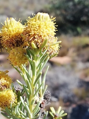 Leucadendron brunioides brunioides