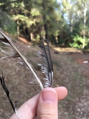 Fringilla coelebs