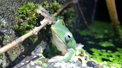 Zhangixalus taipeianus