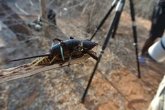 Colossopus grandidieri