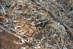Colossopus grandidieri