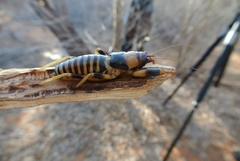 Colossopus grandidieri