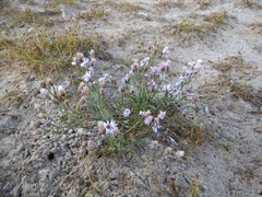 Tripolium pannonicum