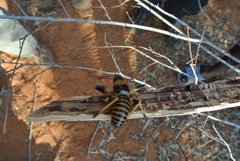 Colossopus grandidieri