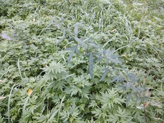 Artemisia verlotiorum