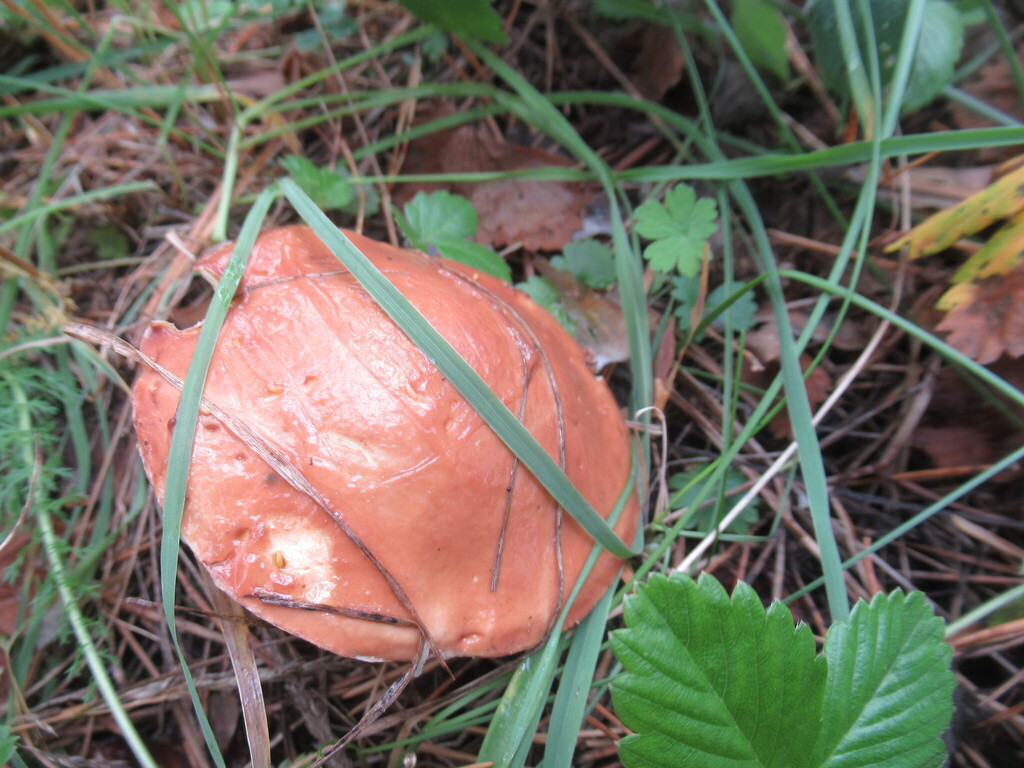Suillus granulatus · August 2025 · photo: © smsergey (iNaturalist, cc-by-nc)