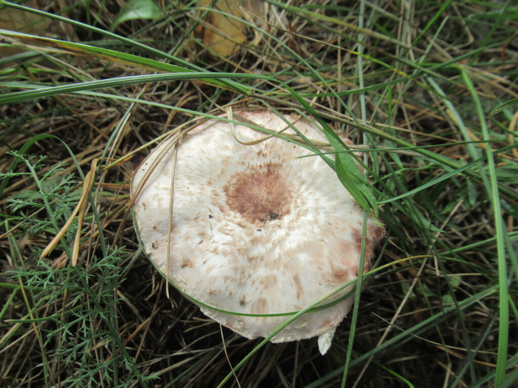 Agaricus sylvaticus · August 2025 · photo: © smsergey (iNaturalist, cc-by-nc)