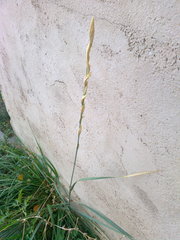 Thinopyrum elongatum