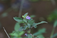 Hygrophila pogonocalyx