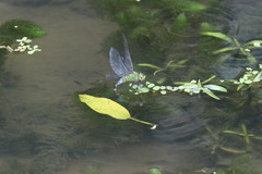 Anax panybeus