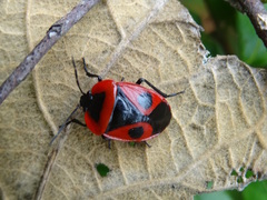 Dismegistus binotatus