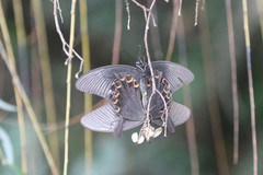 Papilio bianor thrasymedes