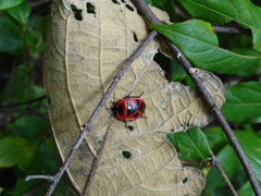 Dismegistus binotatus