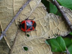 Dismegistus binotatus