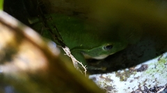 Zhangixalus taipeianus