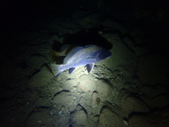Sciaena umbra