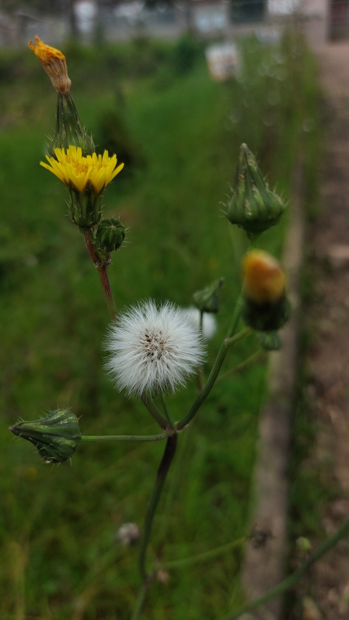 Sonchus oleraceus