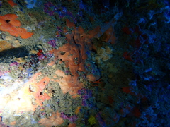 Spirastrella cunctatrix