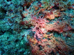Tricleocarpa fragilis
