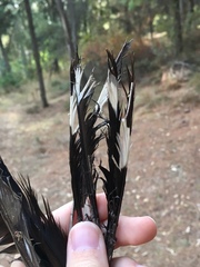Upupa epops