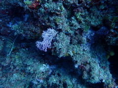 Tricleocarpa fragilis