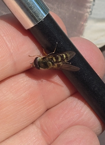 Unknown species found near Glacier National Park, Flathead County, US-MT, US