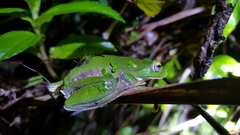 Zhangixalus taipeianus