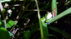 Zhangixalus prasinatus