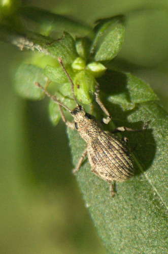 Imported Long-horned Weevil photo 5