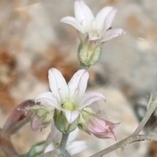 Rosularia sempervivum (M.Bieb.) A.Berger