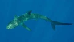Carcharhinus falciformis